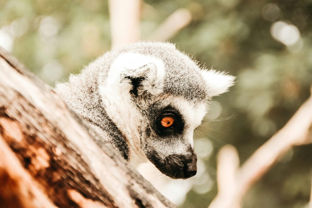 Incredible Madagascar -