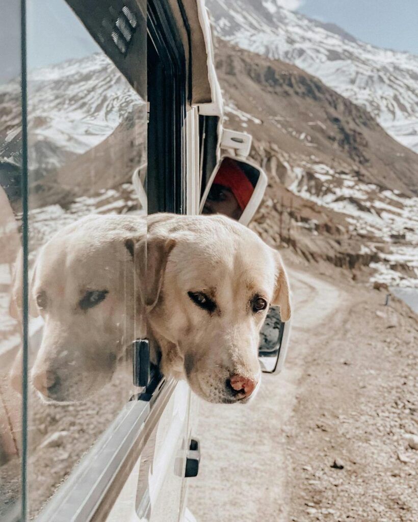 Moving with Pets: Tips for a Smooth Transition to Your New Home Moving with Pets